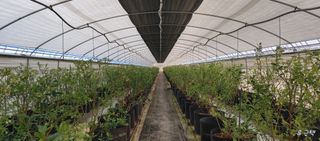 류근택님의 블루베리 · 영농일지 작성글 사진