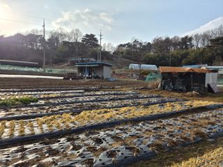 Kns4324님의 배추 · 영농일지 작성글 사진