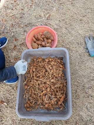 땅콩맘님의 기타작물 · 영농일지 작성글 사진