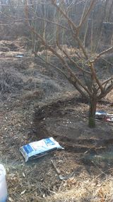 팜모닝 매실·영농일지 게시글 이미지