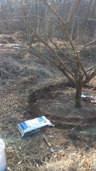 초보 구찌뽕님의 매실 · 영농일지 작성글 사진