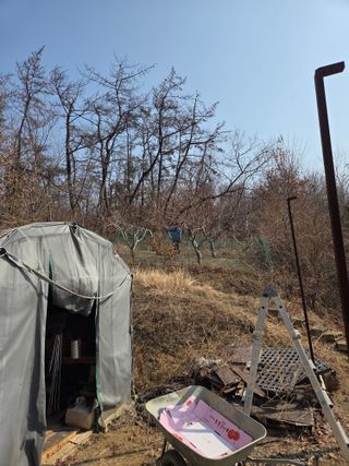 초보농부님의 복숭아 · 영농일지 작성글 사진