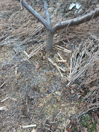 소율이네농장님의 감자 · 영농일지 작성글 사진