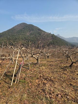 농촌사랑님의 감 · 영농일지 작성글 사진