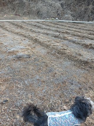 소율이네농장님의 감자 · 영농일지 작성글 사진