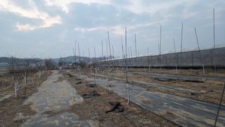 이종선님의 기타작물 · 영농일지 작성글 사진