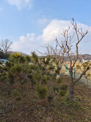 Kns4324님의 배추 · 영농일지 작성글 사진