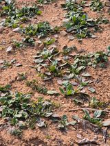 팜모닝 시금치·영농일지 게시글 이미지