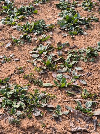 허봉모 님의 시금치 · 영농일지 작성글 사진