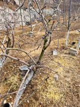 회현농원 샤인머스켓님의 작성글 사진