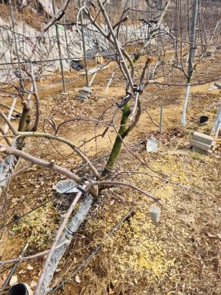 회현농원 샤인머스켓님의 포도 · 영농일지 작성글 사진