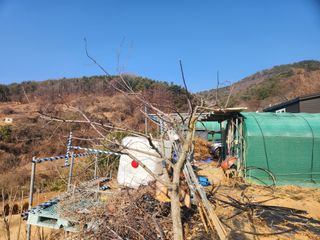 참깨.고추ㆍ박천제님의 고추 · 영농일지 작성글 사진