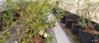 류근택님의 블루베리 · 영농일지 작성글 사진