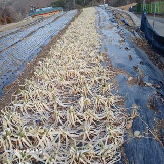 삼성농산님의 파 · 영농일지 작성글 사진