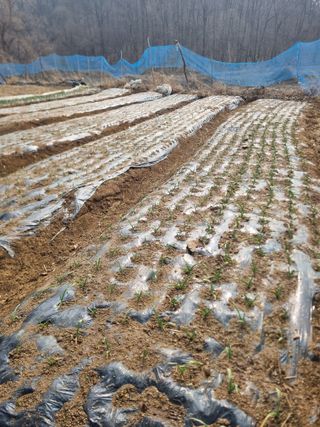 회현농원 샤인머스켓님의 포도 · 영농일지 작성글 사진