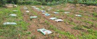 샘골농장 마음만청춘님의 기타작물 · 영농일지 작성글 사진