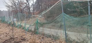 박상중님의 마늘 · 영농일지 작성글 사진