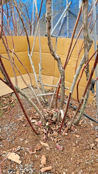 대봉농원 이경화님의 블루베리 · 영농일지 작성글 사진