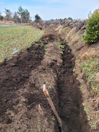 개인교수님의 마늘 · 영농일지 작성글 사진