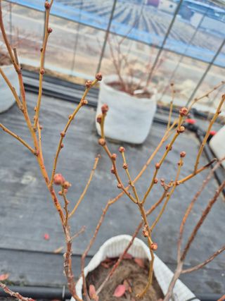 박영희님의 블루베리 · 영농일지 작성글 사진