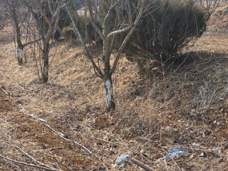 이선희님의 기타작물 · 영농일지 작성글 사진