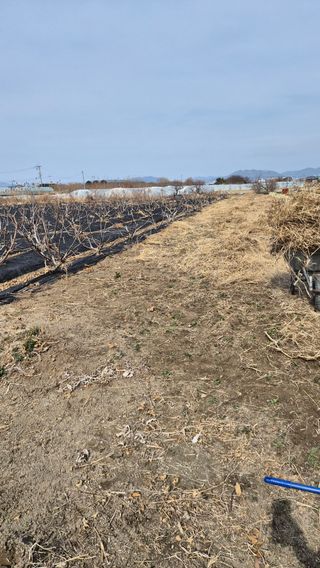 늘푸른 농장주님의 기타작물 · 영농일지 작성글 사진