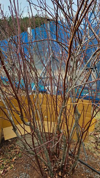 대봉농원 이경화님의 블루베리 · 영농일지 작성글 사진