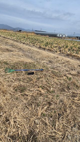 늘푸른 농장주님의 기타작물 · 영농일지 작성글 사진