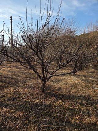 고구마20582님의 매실 · 영농일지 작성글 사진