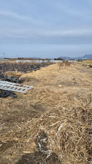 늘푸른 농장주님의 기타작물 · 영농일지 작성글 사진