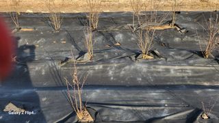 정헌경님의 기타작물 · 영농일지 작성글 사진