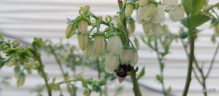 류근택님의 블루베리 · 영농일지 작성글 사진