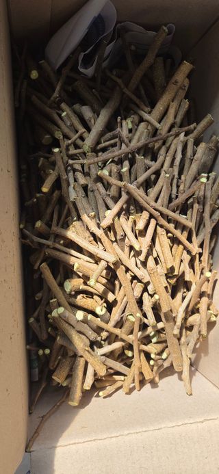 김성필님의 기타작물 · 영농일지 작성글 사진