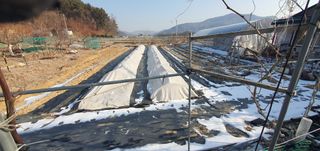 박상중님의 마늘 · 영농일지 작성글 사진