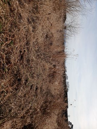 블루하늘TV님의 감자 · 영농일지 작성글 사진