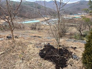 오세창님의 감 · 영농일지 작성글 사진