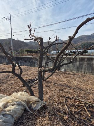 농민님의 포도 · 영농일지 작성글 사진