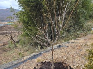 오세창님의 감 · 영농일지 작성글 사진