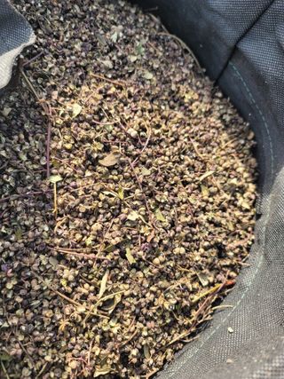 서성환님의 기타작물 · 영농일지 작성글 사진