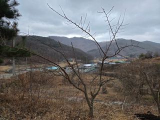 오세창님의 감 · 영농일지 작성글 사진