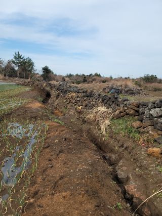 개인교수님의 마늘 · 영농일지 작성글 사진