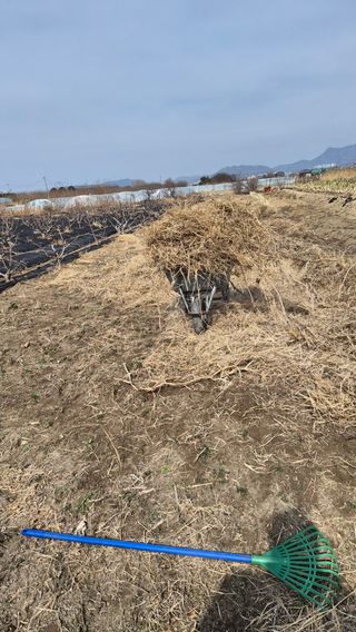 늘푸른 농장주님의 기타작물 · 영농일지 작성글 사진
