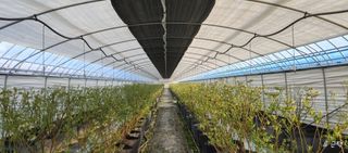 류근택님의 블루베리 · 영농일지 작성글 사진