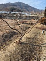 팜모닝 포도·영농일지 게시글 이미지