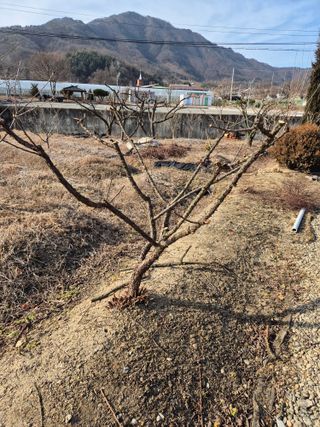 농민님의 포도 · 영농일지 작성글 사진