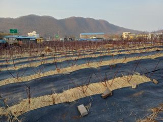 최정윤님의 딸기 · 영농일지 작성글 사진