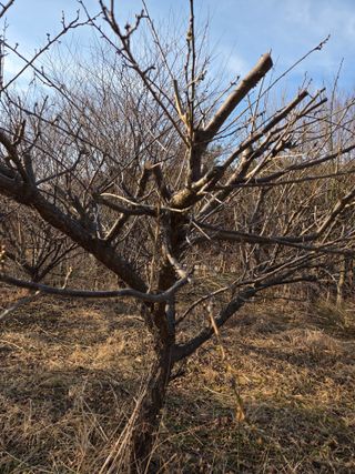 고구마20582님의 매실 · 영농일지 작성글 사진