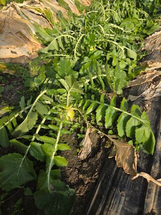 윤자용11대임후회장님의 기타작물 · 영농일지 작성글 사진