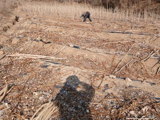 거창두릅농원김성희님의 두릅 · 영농일지 작성글 사진