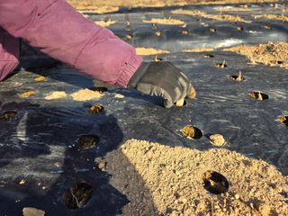 김정은님의 마늘 · 영농일지 작성글 사진